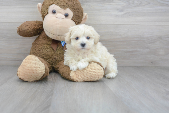 Playful Maltepoo Poodle Mix Puppy