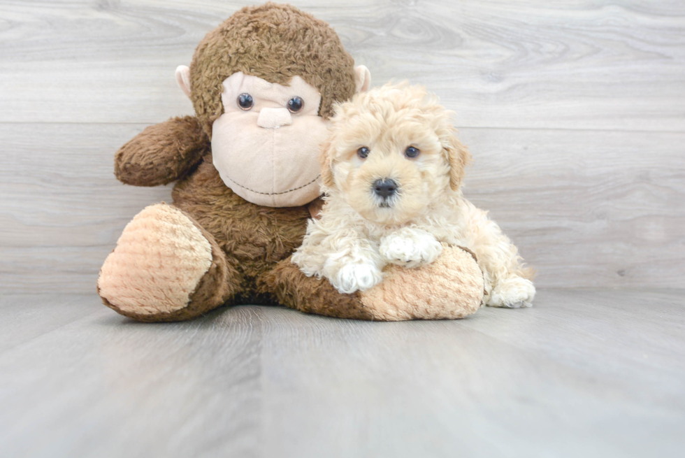 Funny Maltipoo Poodle Mix Pup