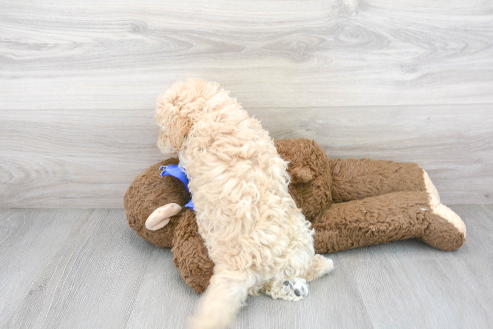 Maltipoo Pup Being Cute