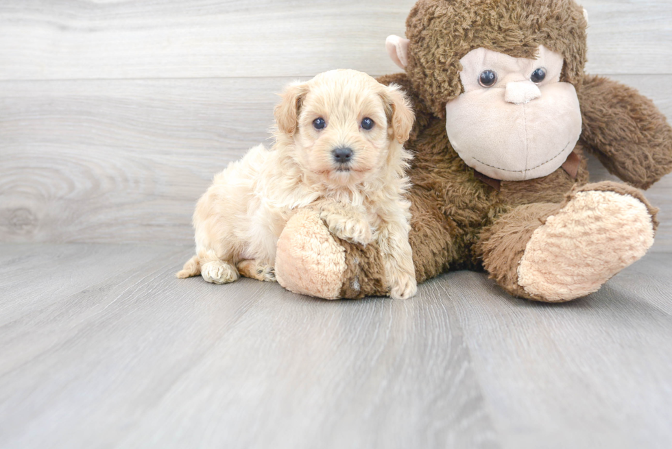 Maltipoo Pup Being Cute