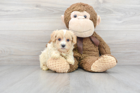 Fluffy Maltipoo Poodle Mix Pup