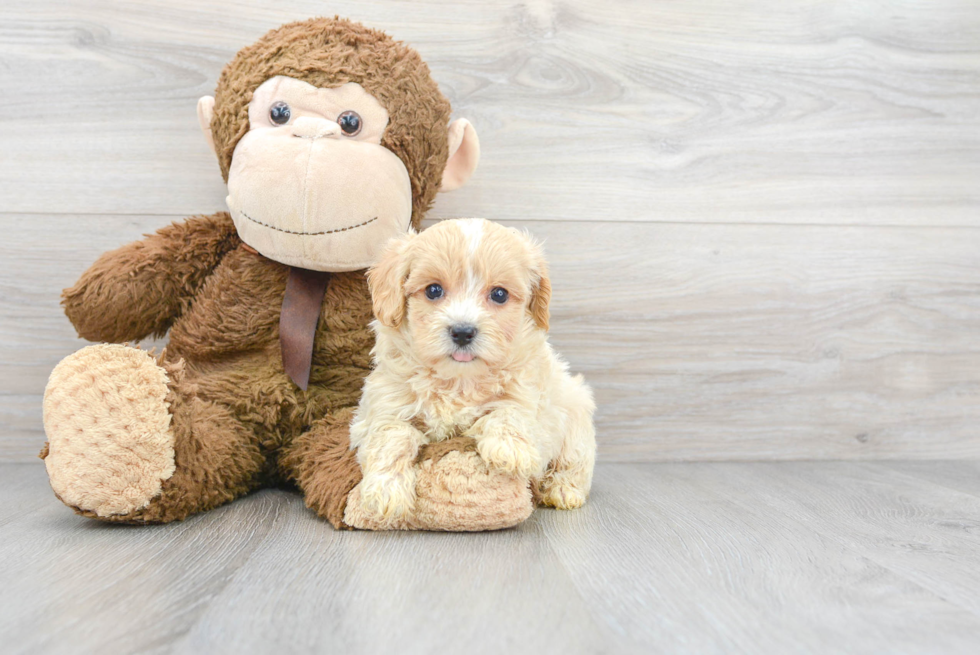 Small Maltipoo Baby