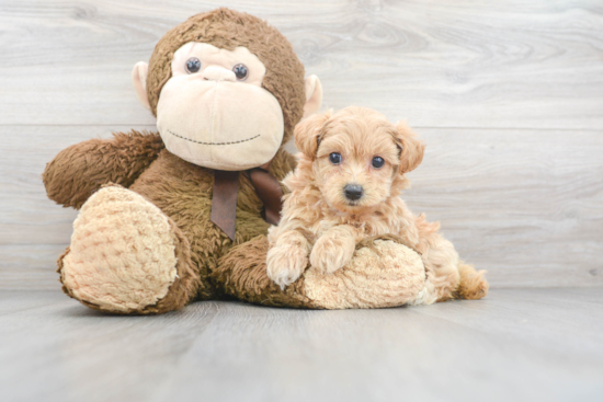 Happy Maltipoo Baby