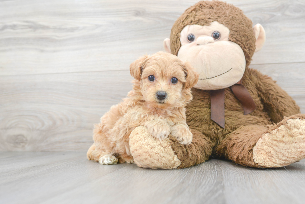 Hypoallergenic Maltepoo Poodle Mix Puppy