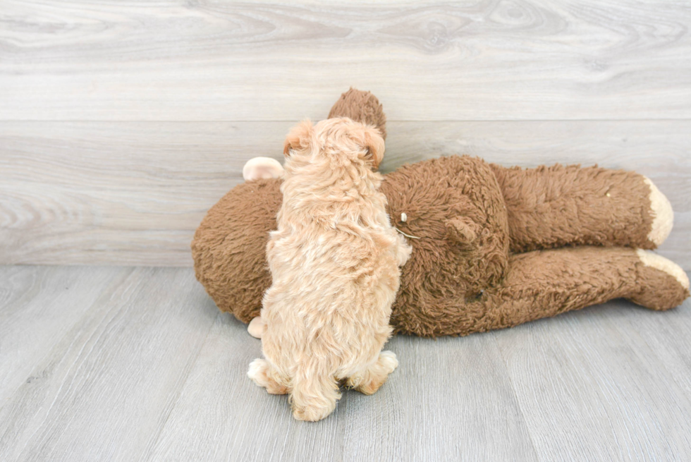 Energetic Maltese Poodle Poodle Mix Puppy