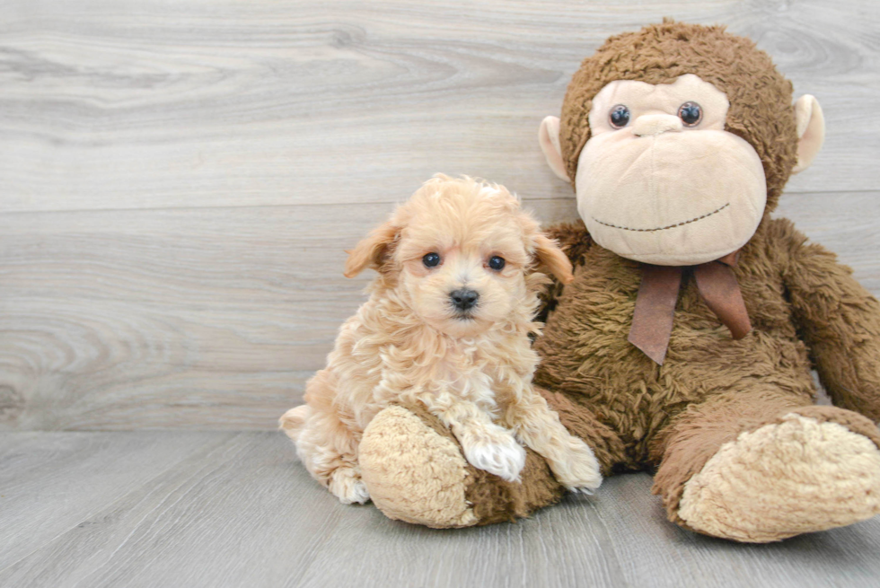 Friendly Maltipoo Baby