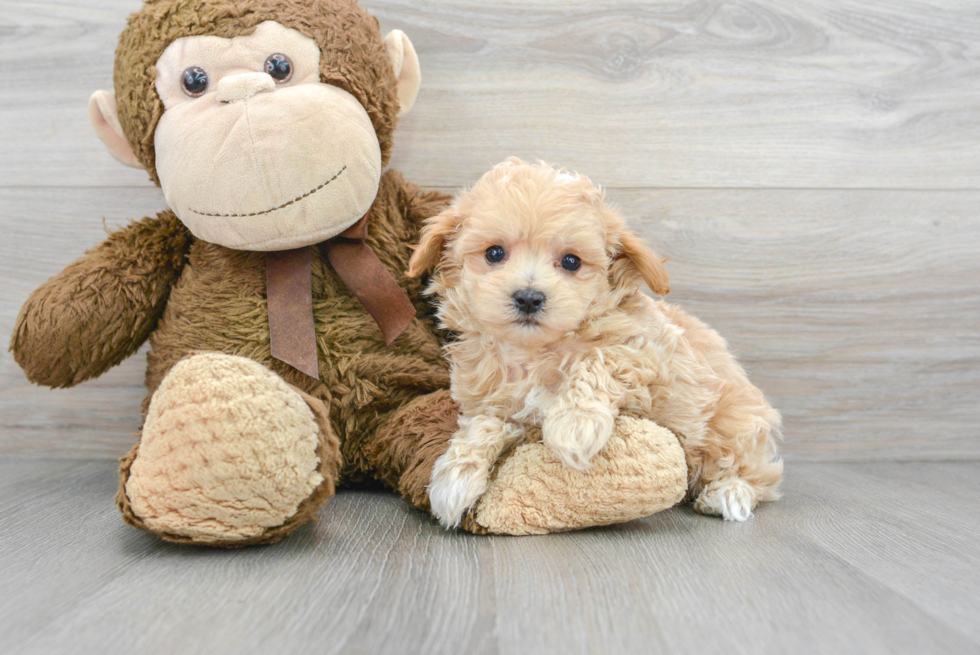 Friendly Maltipoo Baby