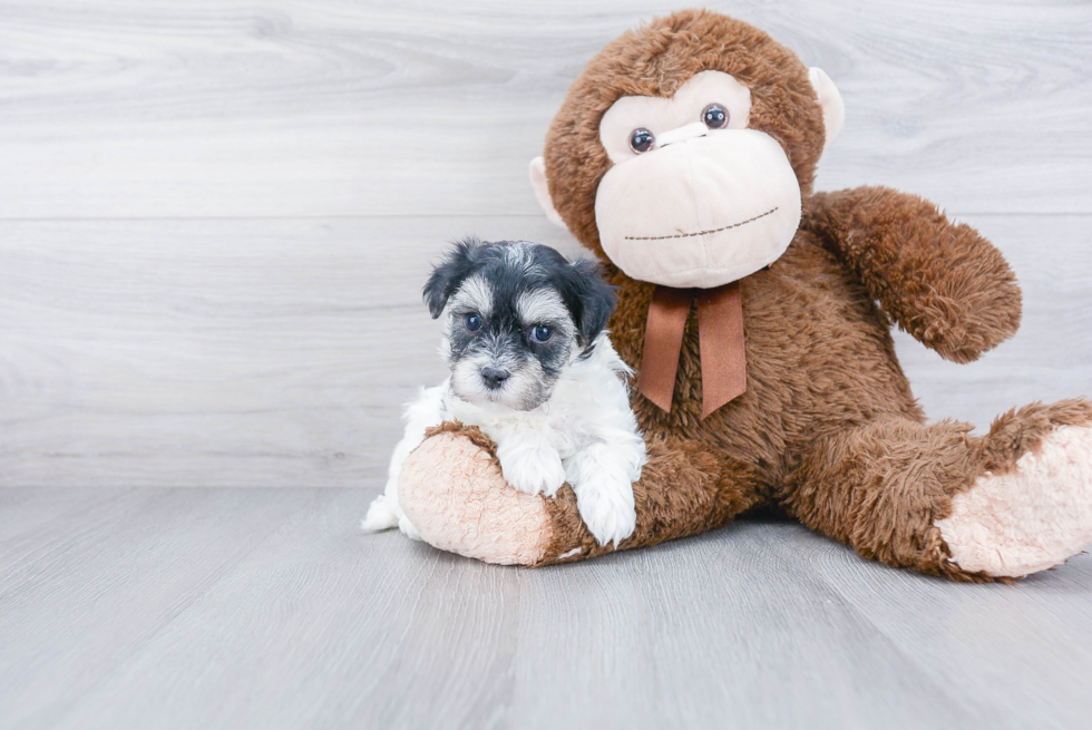 Little Maltese Poodle Poodle Mix Puppy