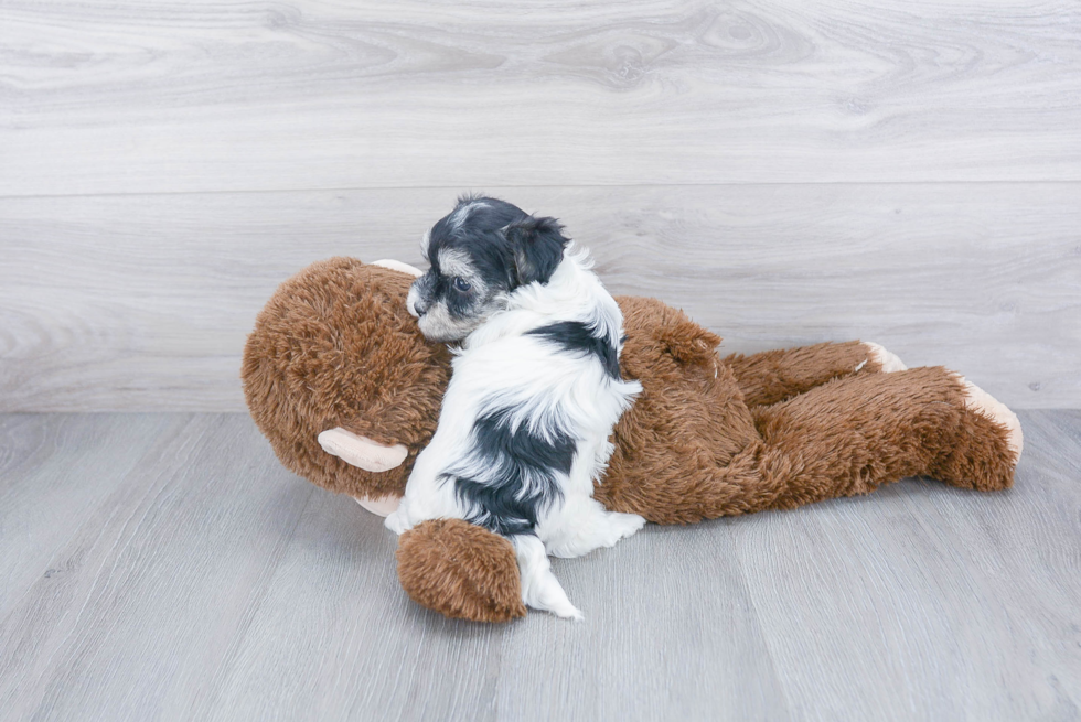 Best Maltipoo Baby