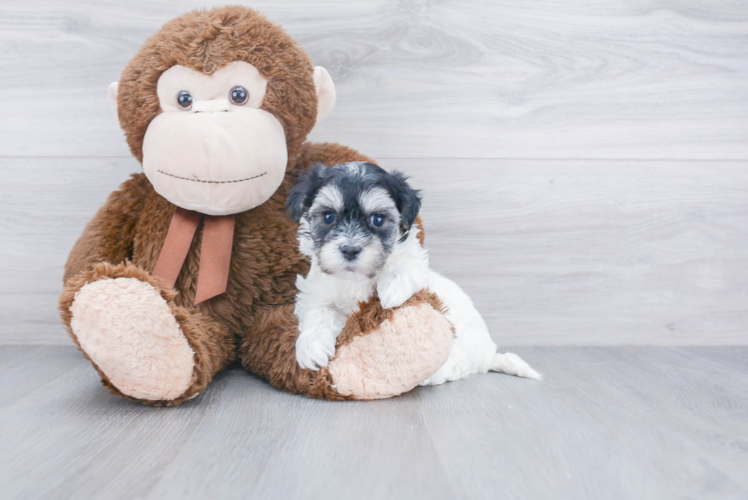 Maltipoo Puppy for Adoption