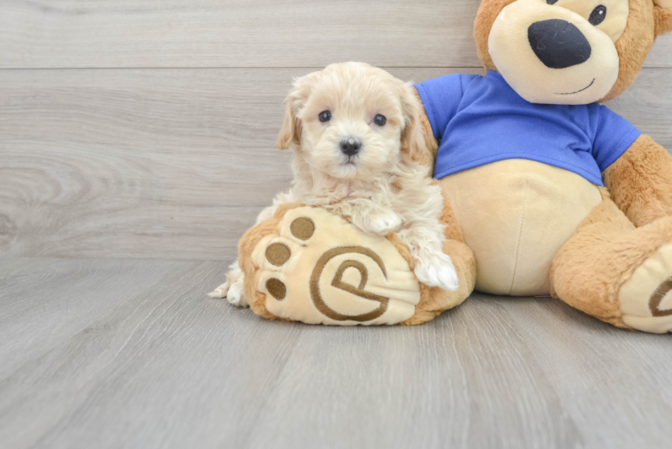 Maltipoo Puppy for Adoption