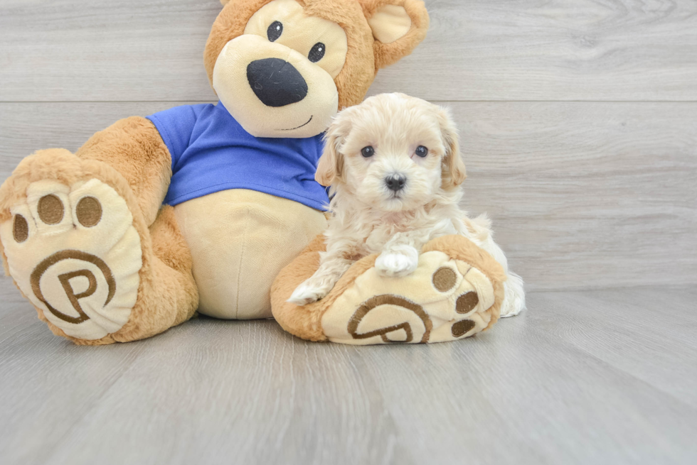 Happy Maltipoo Baby