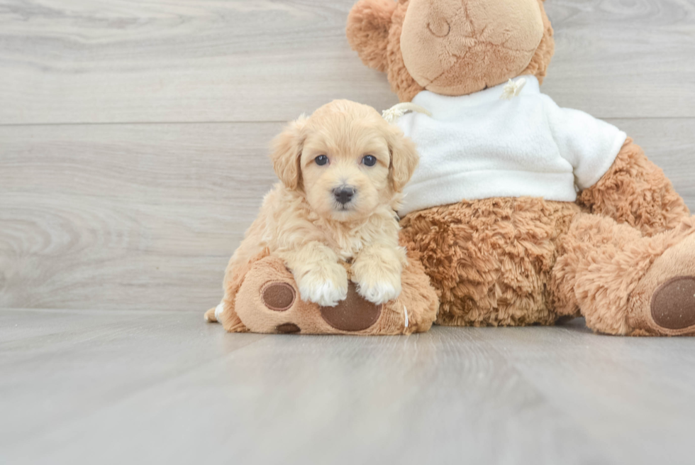 Best Maltipoo Baby