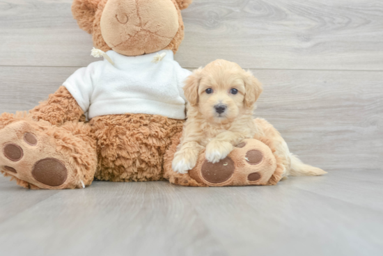 Popular Maltipoo Poodle Mix Pup