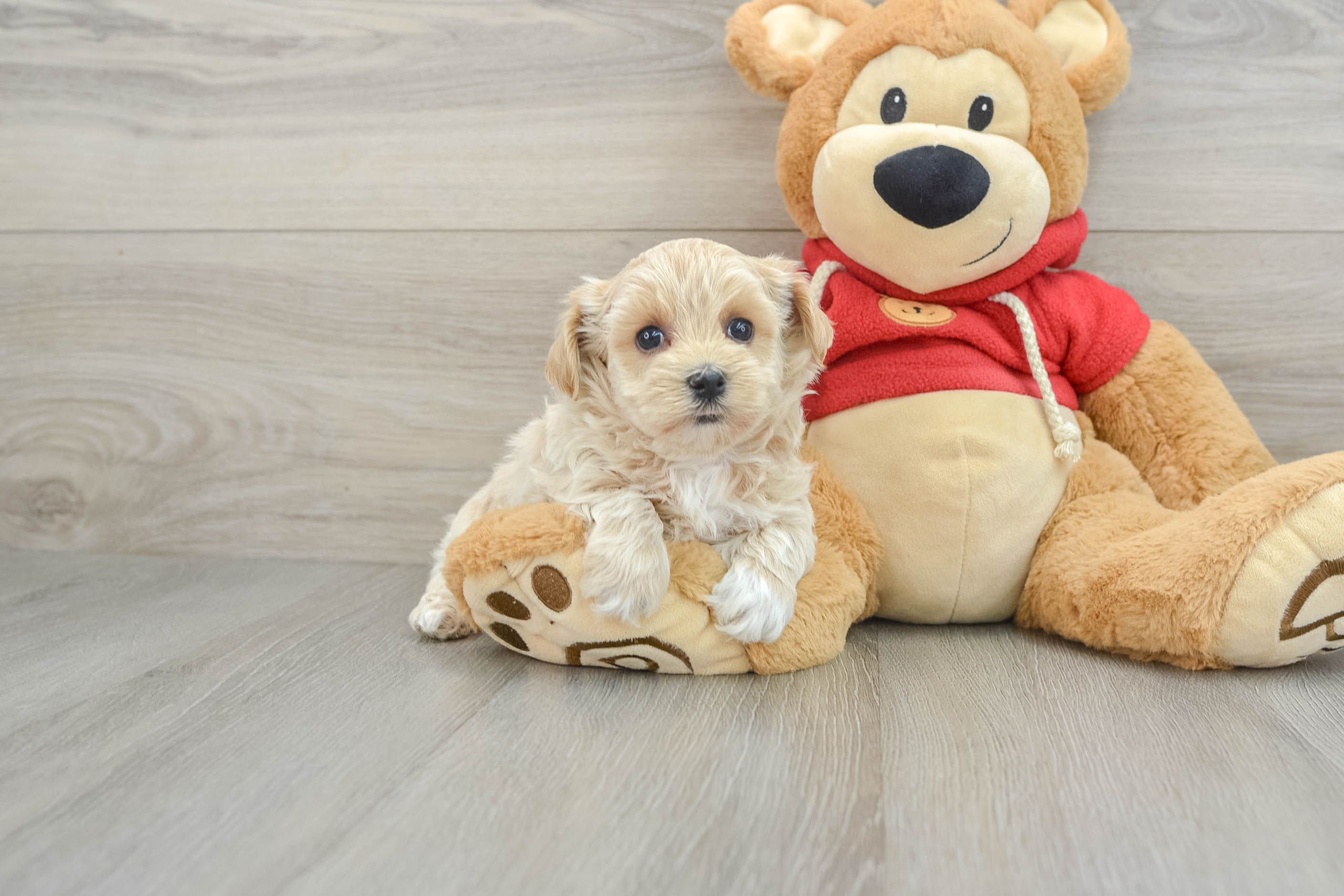 Best Maltipoo Baby
