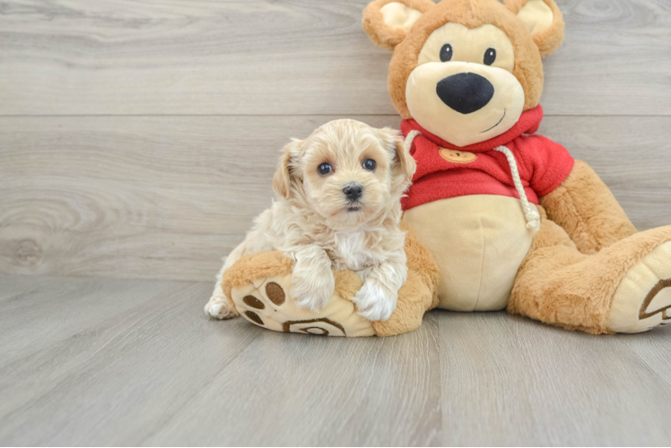 Best Maltipoo Baby