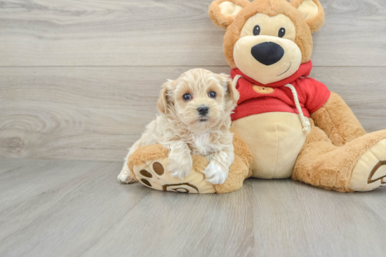 Best Maltipoo Baby