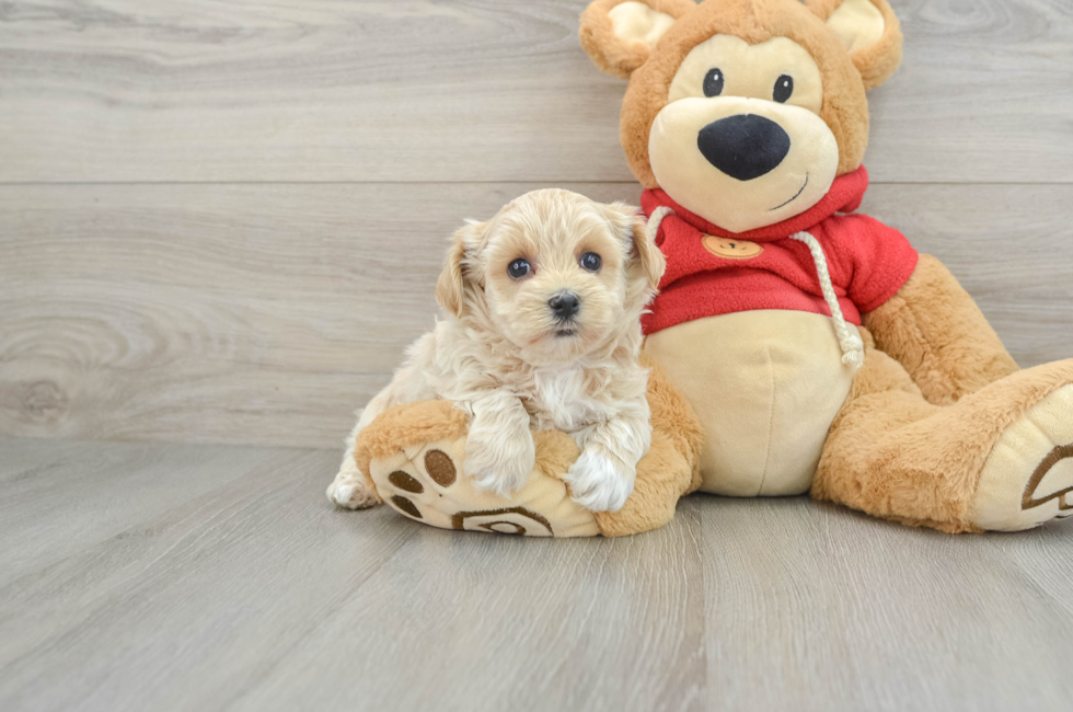 6 week old Maltipoo Puppy For Sale - Premier Pups