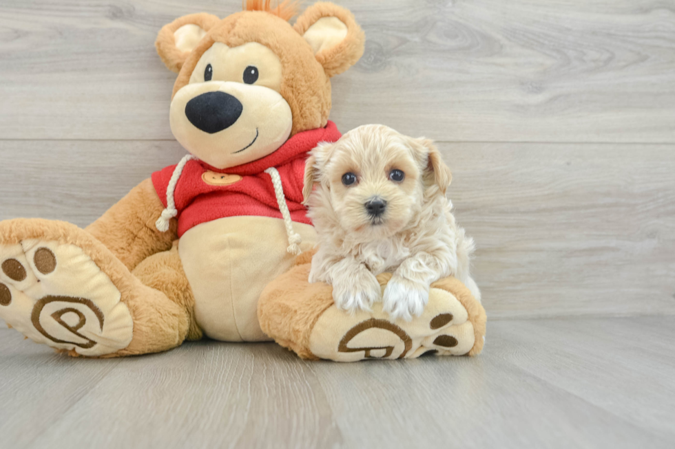 Best Maltipoo Baby