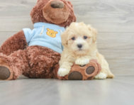 9 week old Maltipoo Puppy For Sale - Premier Pups