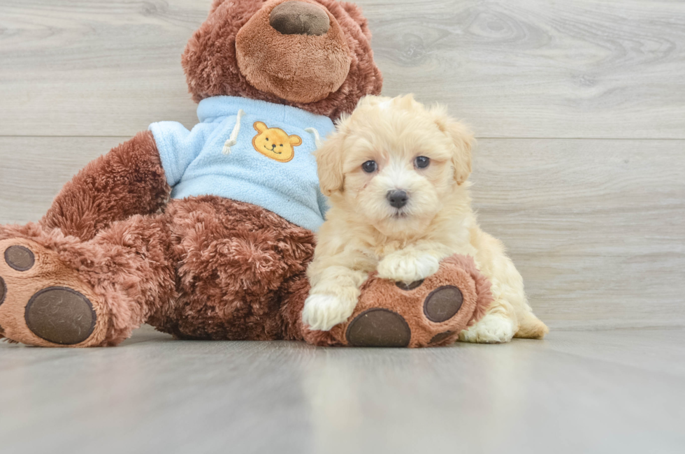 8 week old Maltipoo Puppy For Sale - Premier Pups