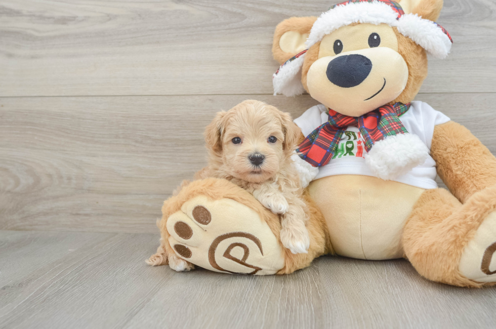 6 week old Maltipoo Puppy For Sale - Premier Pups