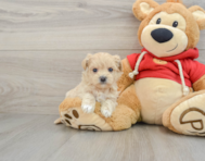 8 week old Maltipoo Puppy For Sale - Premier Pups