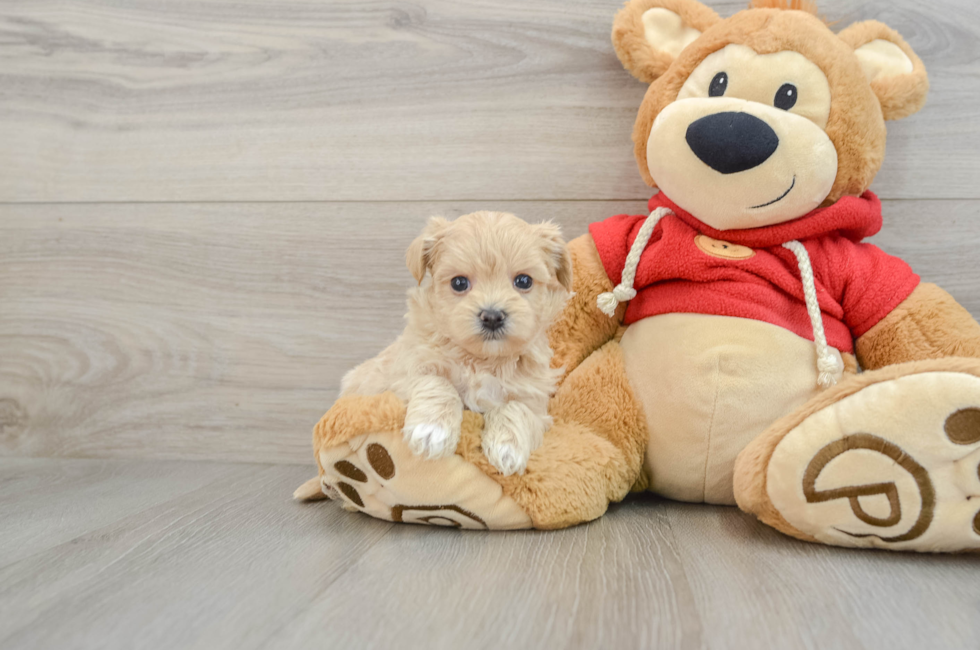 6 week old Maltipoo Puppy For Sale - Premier Pups