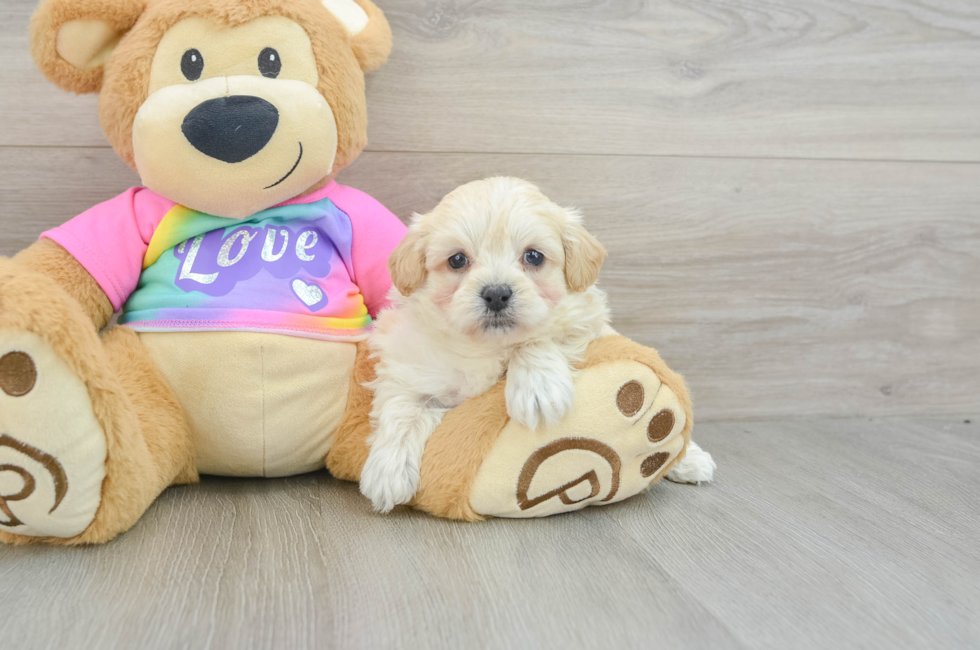 7 week old Maltipoo Puppy For Sale - Premier Pups