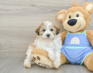 8 week old Maltipoo Puppy For Sale - Premier Pups