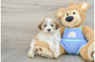 Maltipoo Pup Being Cute