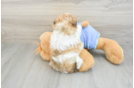 Little Maltidoodle Poodle Mix Puppy