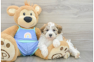 Funny Maltipoo Poodle Mix Pup