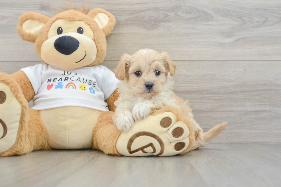 5 week old Maltipoo Puppy For Sale - Premier Pups