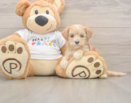 8 week old Maltipoo Puppy For Sale - Premier Pups