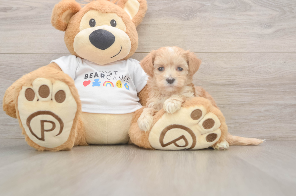 5 week old Maltipoo Puppy For Sale - Premier Pups