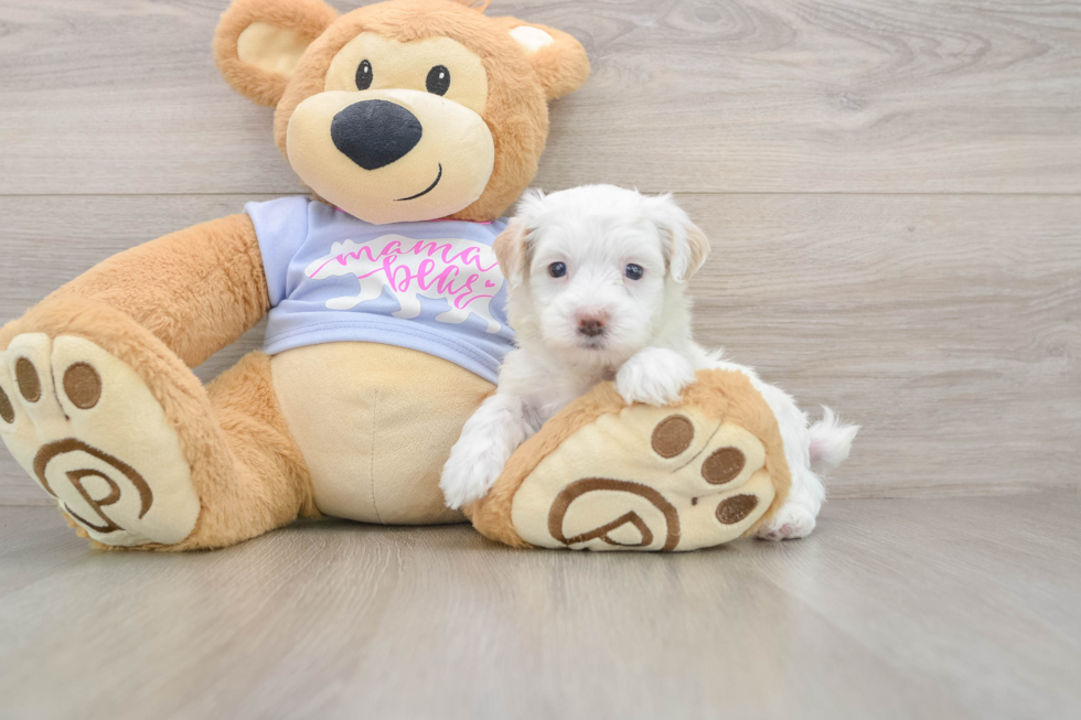 Maltipoo Pup Being Cute