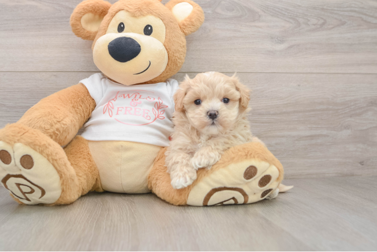 Maltipoo Puppy for Adoption