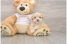 Maltipoo Puppy for Adoption