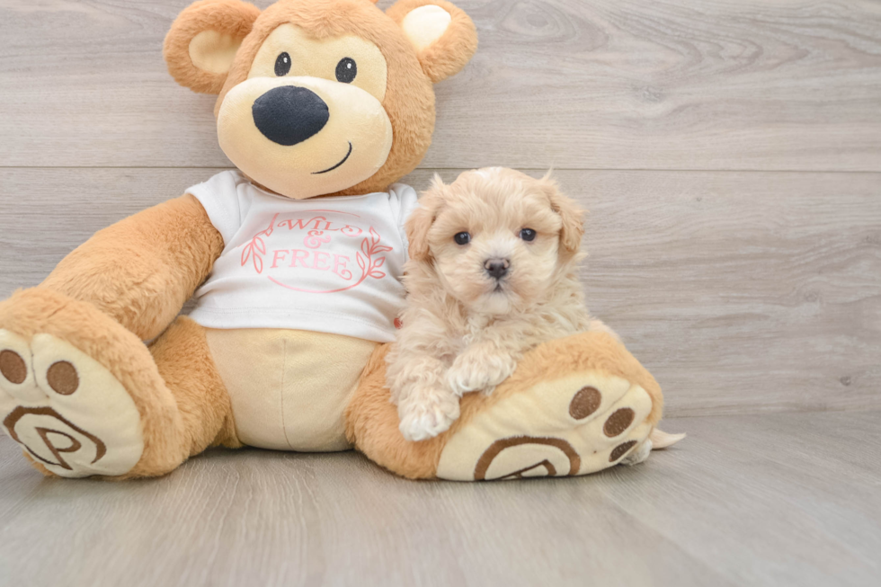 Maltipoo Puppy for Adoption