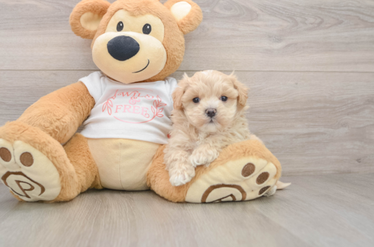 Maltipoo Puppy for Adoption