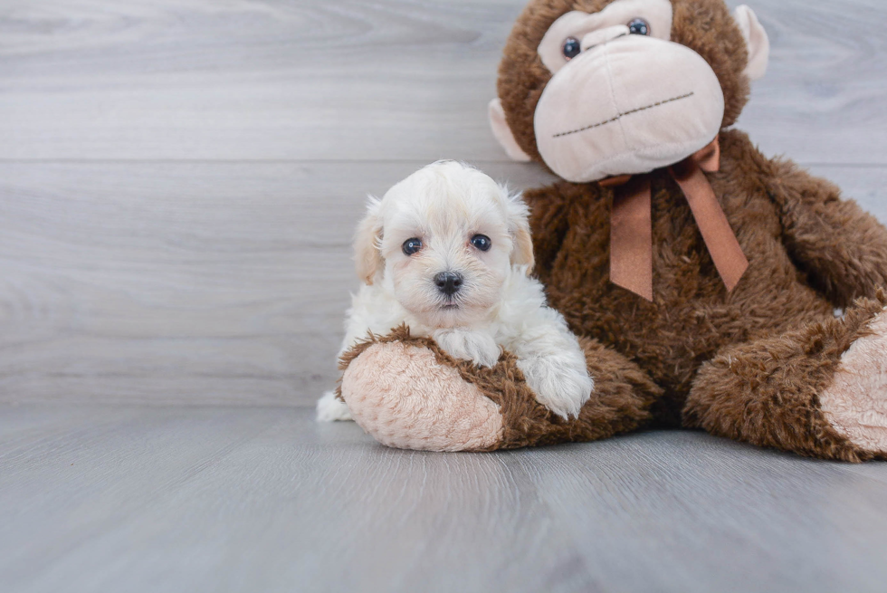 Maltipoo Puppy for Adoption