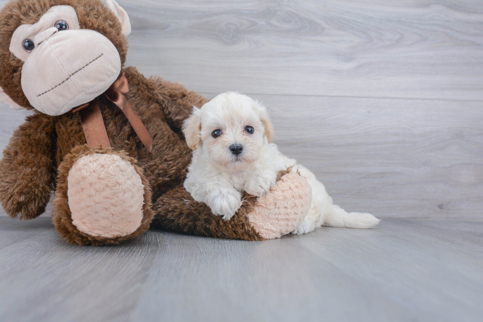 Maltipoo Puppy for Adoption