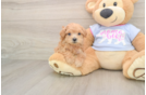 Petite Maltipoo Poodle Mix Pup