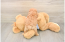 Maltipoo Puppy for Adoption
