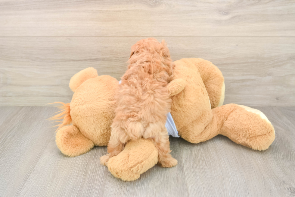 Maltipoo Puppy for Adoption
