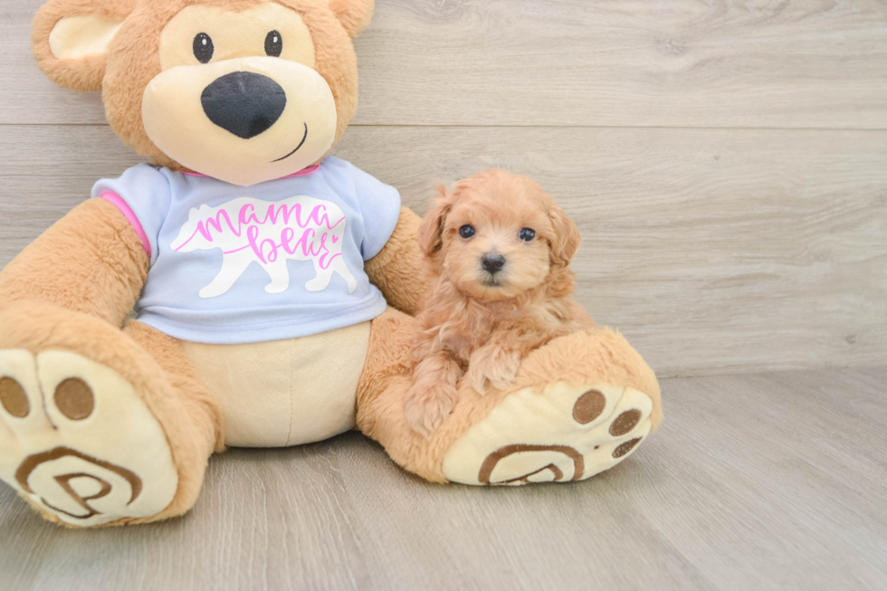 Maltipoo Puppy for Adoption