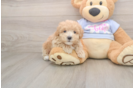 Petite Maltipoo Poodle Mix Pup
