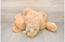 Best Maltipoo Baby