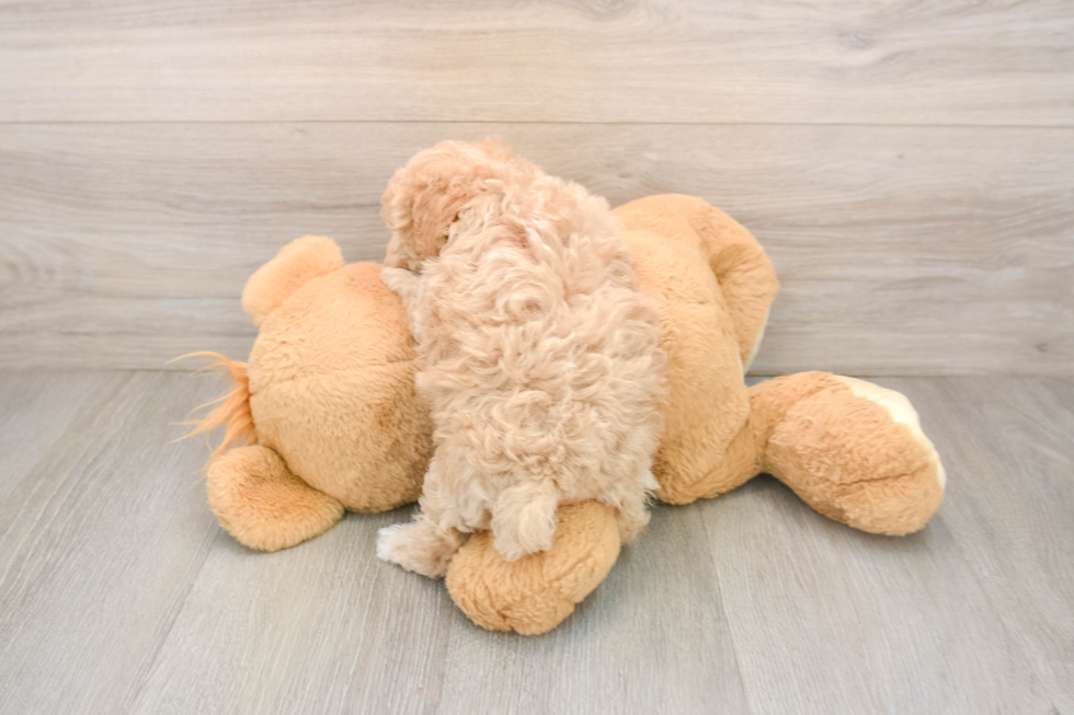 Best Maltipoo Baby